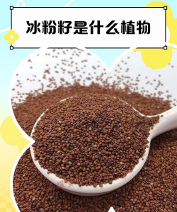 冰籽是什么植物