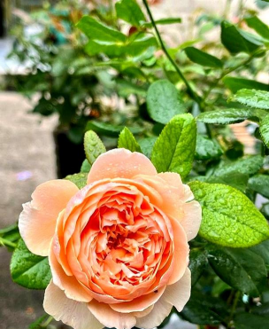 几乎不生病的月季品种