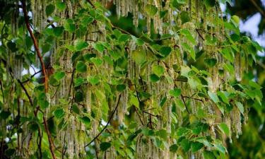 小众送妈妈的花有哪些花
