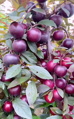 小众送妈妈的花有哪些花