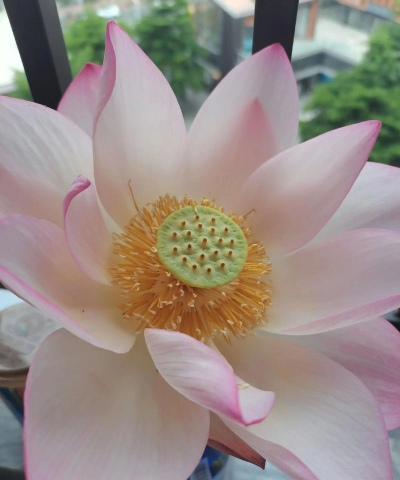 小众送妈妈的花有哪些花