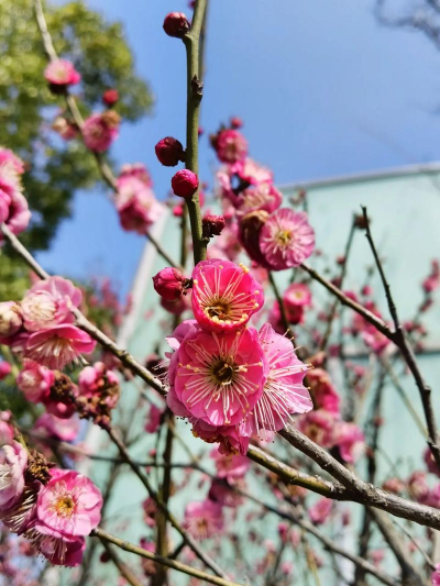 南京的市花是什么