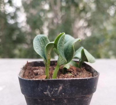 小众送妈妈的花有哪些花