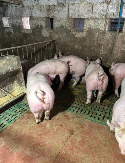 小众送妈妈的花有哪些花