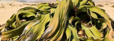 叶子被称为超级寿星的植物是什么