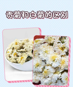 贡菊花是不是白菊花