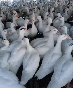 小众送妈妈的花有哪些花