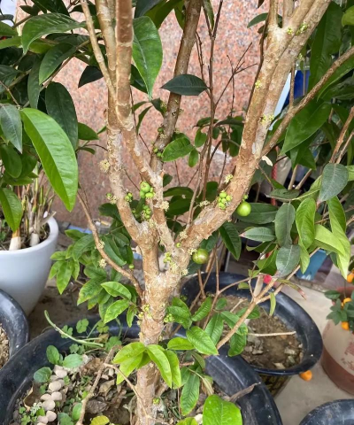 小众送妈妈的花有哪些花