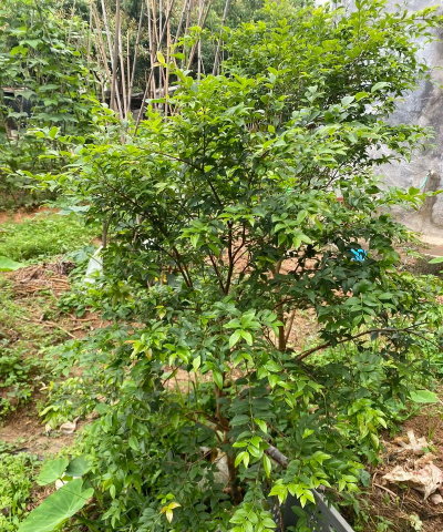 嘉宝果种几年才结果