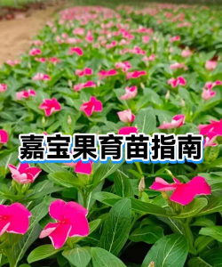 嘉宝果种子怎样育苗