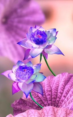 小众送妈妈的花有哪些花