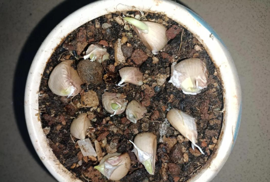 小众送妈妈的花有哪些花