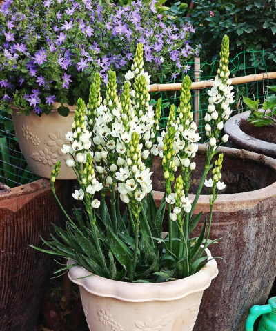 圣心百合怎么水养