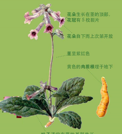 地黄什么时候采摘最好