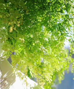 小众送妈妈的花有哪些花