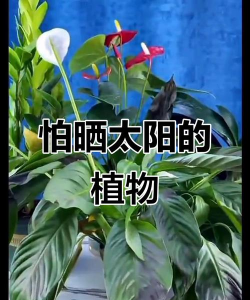 小众送妈妈的花有哪些花