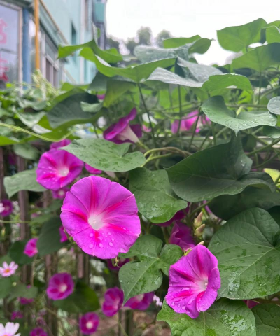 小众送妈妈的花有哪些花