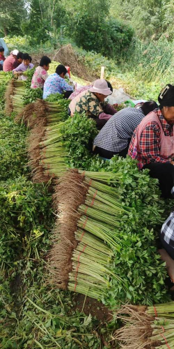 山东芹菜的主要产地在哪,芹菜基地哪里最便宜