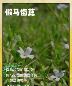 怎么辨别真假马齿苋,真假马齿苋的区别