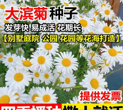 大滨菊种子的种植方法和时间