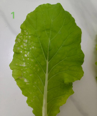 小众送妈妈的花有哪些花