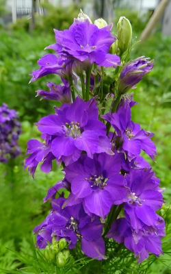 小众送妈妈的花有哪些花