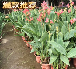 小众送妈妈的花有哪些花