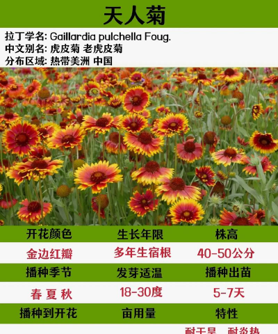 天人菊的花语是什么