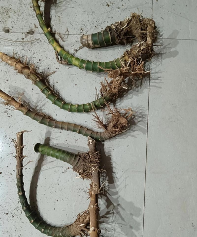 小众送妈妈的花有哪些花