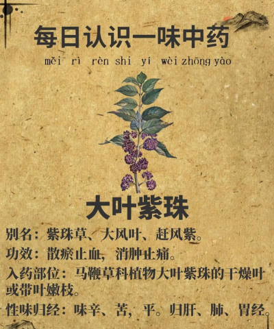 紫珠草的别名是紫草吗