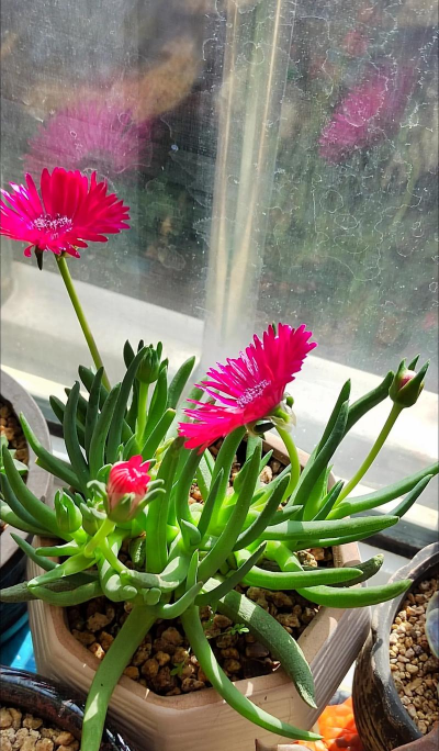 小众送妈妈的花有哪些花