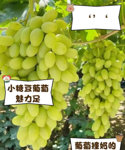 奶油葡萄是什么品种