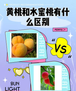 黄桃和水蜜桃的区别
