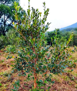 油茶种植管理技术
