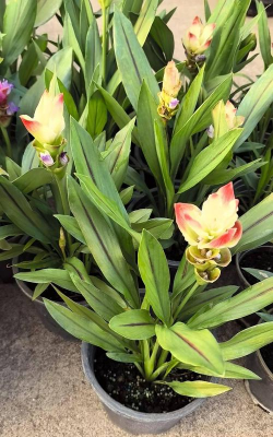 小众送妈妈的花有哪些花