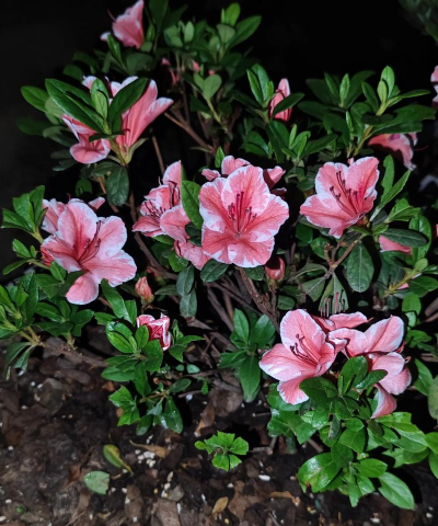 安酷杜鹃和普通杜鹃的区别