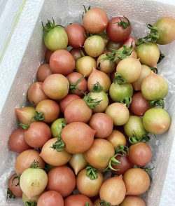 春桃是什么水果,春桃柿子是西红柿吗