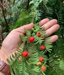 小众送妈妈的花有哪些花