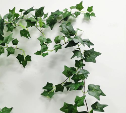 爬山虎为什么会掉叶子 爬山虎为什么会掉叶子