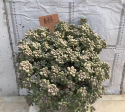 小众送妈妈的花有哪些花