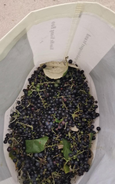 山葡萄与野葡萄区别