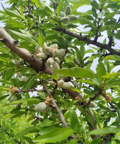 巴旦木是什么树上的果实