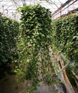 小众送妈妈的花有哪些花