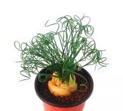 小众送妈妈的花有哪些花