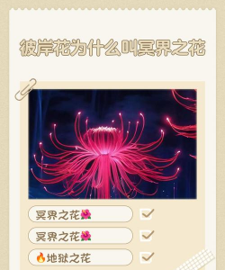 小众送妈妈的花有哪些花