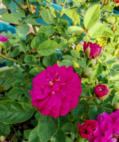 小众送妈妈的花有哪些花