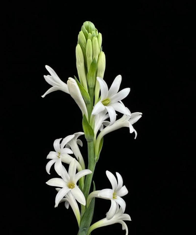 小众送妈妈的花有哪些花