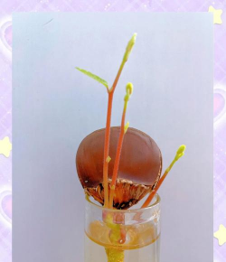 小众送妈妈的花有哪些花