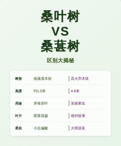 怎么辨别桑叶树