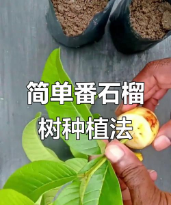 怎样用石榴籽种石榴树
